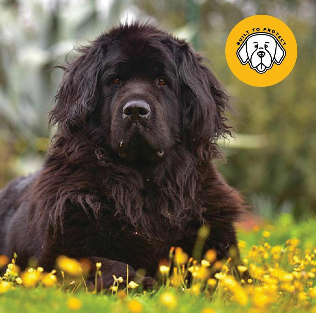Newfoundland dog "Missy" Our Wawets logo. Just like Missy Wawets is waterproof clothing  "Built to Protect"