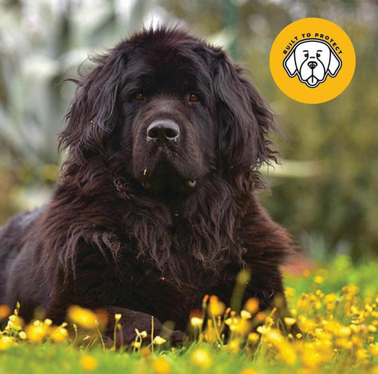 Newfoundland dog "Missy" Our Wawets logo. Just like Missy Wawets is waterproof clothing  "Built to Protect"
