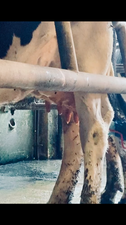 Drying off cows paps